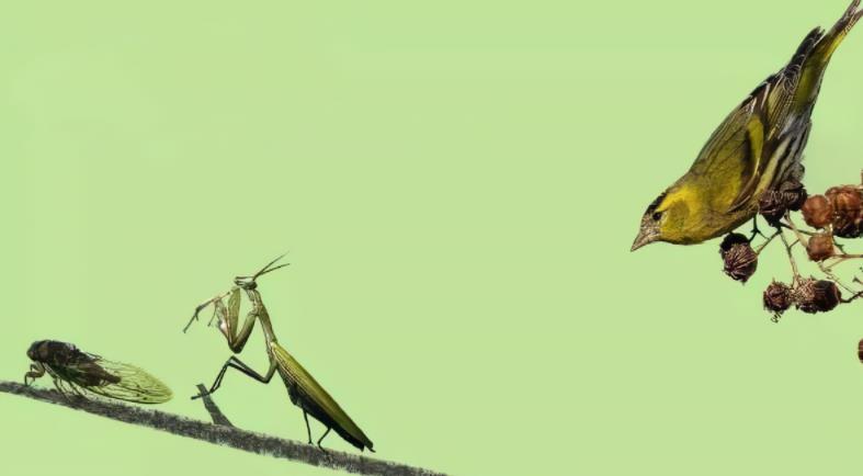 成语螳螂捕蝉，黄雀在后的故事